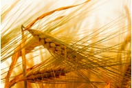 Kerngesund von Kopf bis Fu&szlig;