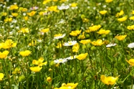 Hildegard-Kr&auml;uter-Garten